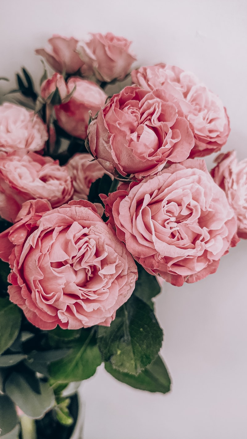 Blush & Wild Rose