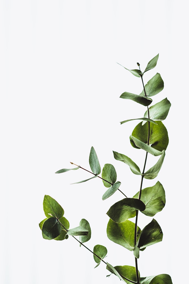 Botanical Forestis